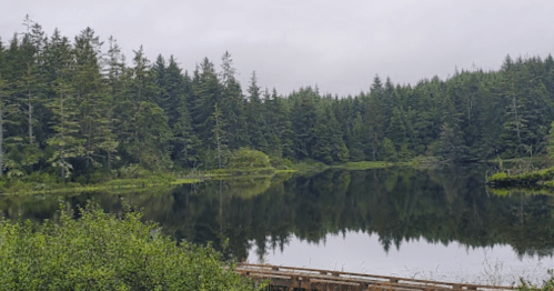 A serene lake surrounded by lush green trees, reflecting the forest in calm waters under a cloudy sky.