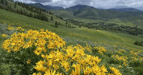 A vibrant field of yellow flowers in the foreground, with rolling green hills and mountains in the background under a cloudy sky.