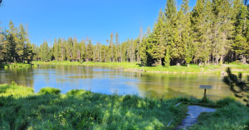 A serene river surrounded by lush greenery and tall trees under a clear blue sky.