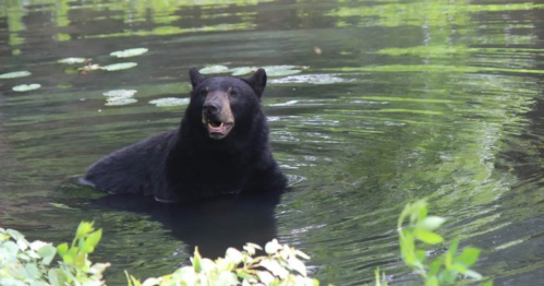 A black bear wades in calm water surrounded by lush greenery and lily pads.