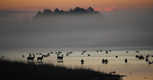 Silhouettes of deer and ducks in a misty landscape at sunset, with trees in the background.
