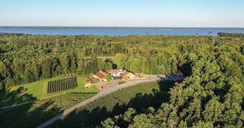Aerial view of a vineyard with lush greenery, a house, and a lake in the background under a clear blue sky.