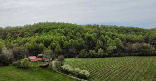 Aerial view of a lush green landscape with a vineyard, trees, and a red-roofed building nestled in the hills.