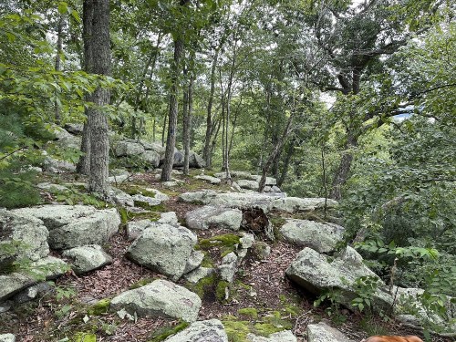 A rocky forest landscape with moss-covered stones and dense greenery, surrounded by trees.