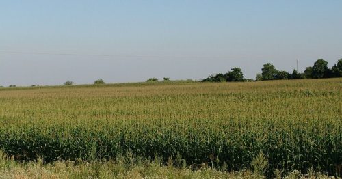 A vast field of tall corn plants under a clear blue sky, with trees lining the horizon in the background.