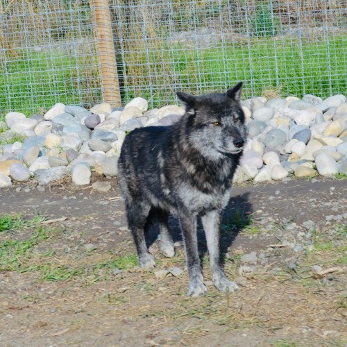 A black and gray wolf stands on a dirt path near a rocky area, surrounded by green grass and a wire fence.