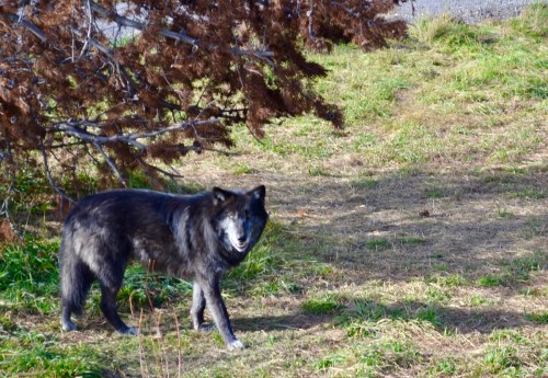 A black wolf stands on grassy ground near a tree, looking towards the camera with a calm expression.
