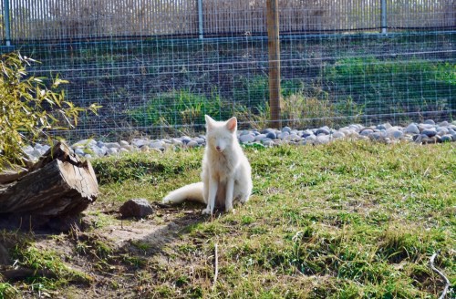 A white fox sitting on grass near a wooden log, with a fence and rocks in the background.