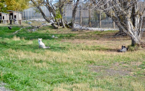 Two cats, one white and one black, sit in a grassy area near trees and a wooden structure.