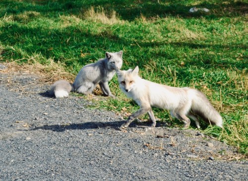 Two foxes on a gravel path: one is gray and sitting, while the other is white and walking towards the camera.