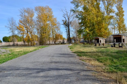 A gravel path lined with trees and two small wooden structures on the side, under a clear blue sky.