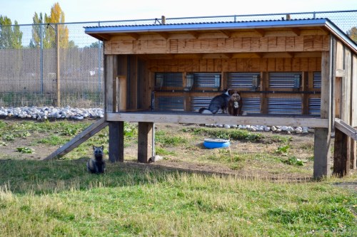 Two dogs are resting in a wooden shelter, with one sitting inside and another outside on the grass.