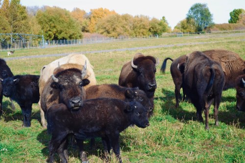 A herd of bison, including calves, grazing in a green field with trees in the background.