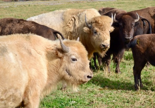 A group of bison, including a light-colored one, grazing in a grassy field.