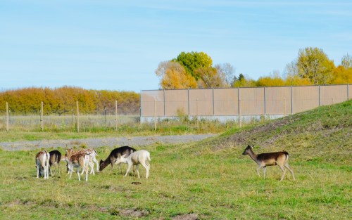 A group of deer grazing in a grassy area with trees and a fence in the background under a clear blue sky.