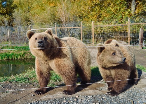 Two brown bears stand near a fence in a natural setting, surrounded by trees and grass.