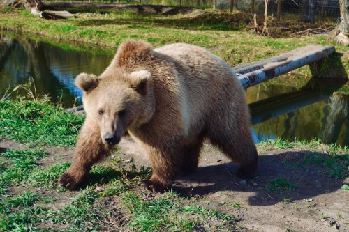 A brown bear walking near a pond, surrounded by grass and trees.