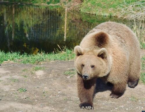 A brown bear walking near a pond, surrounded by grass and trees in a natural setting.