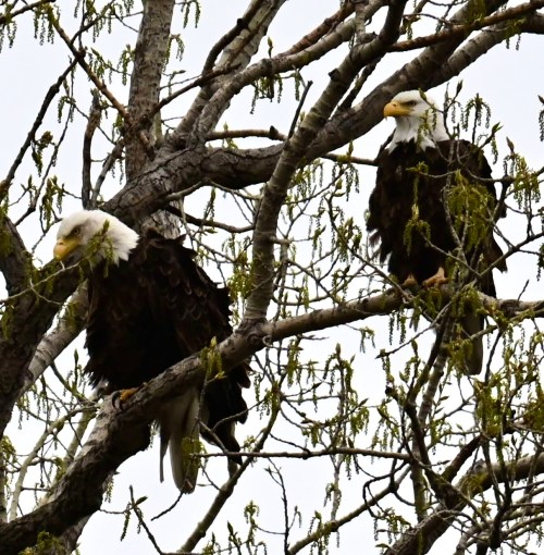 Two bald eagles perched on a tree branch, surrounded by budding leaves against a gray sky.