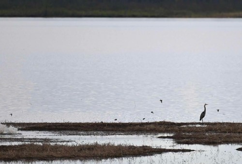 A serene lake scene with a heron standing on the shore, surrounded by calm water and distant birds in flight.