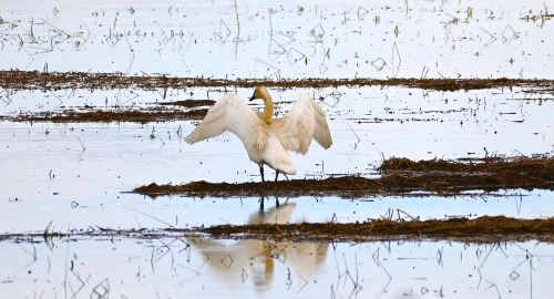 A white bird stands in shallow water, wings outstretched, surrounded by sparse vegetation and reflections on the surface.