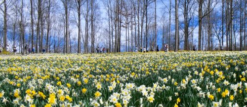 A vibrant field of yellow and white daffodils under a blue sky, with people walking among the flowers and trees in the background.