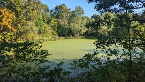 A serene pond surrounded by lush greenery and trees, with a green algae layer on the water's surface.