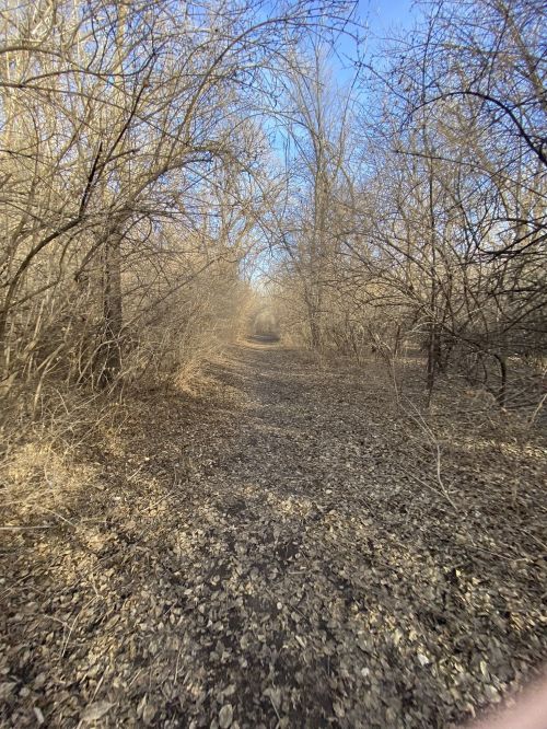 A narrow, leaf-covered path winding through bare trees under a clear blue sky.
