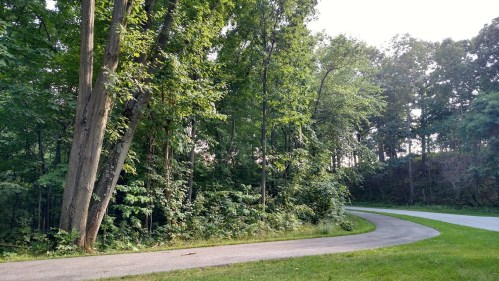 A winding path through a lush green forest with tall trees and dense foliage on either side.