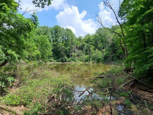 Lush green forest surrounding a still pond, with fallen branches and a bright blue sky dotted with clouds.