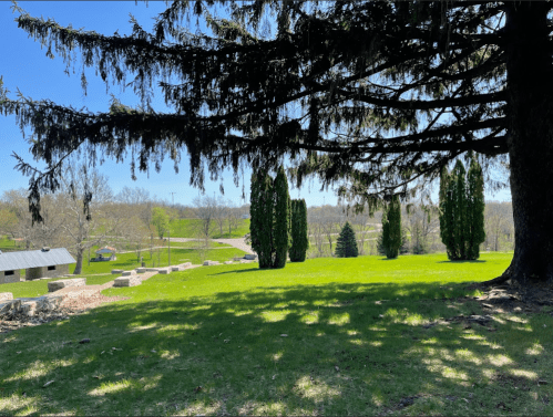 A sunny park scene with green grass, tall trees, and a winding path in the background under a clear blue sky.