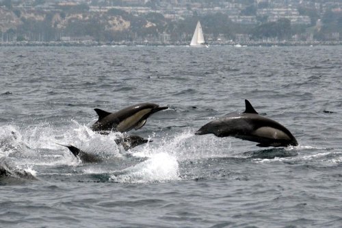 A group of dolphins leaps out of the water, creating splashes, with a sailboat in the background.