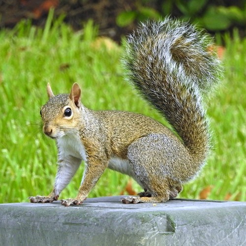 A squirrel with a bushy tail stands on a stone, surrounded by green grass.