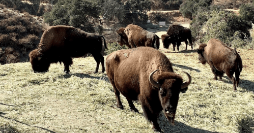 A group of bison grazing on green grass in a sunny, hilly landscape.