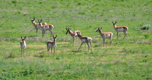 A group of pronghorn antelope stands in a lush green field, surrounded by wildflowers and grass.