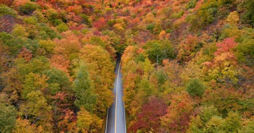 Aerial view of a winding road surrounded by vibrant autumn foliage in shades of orange, red, and green.