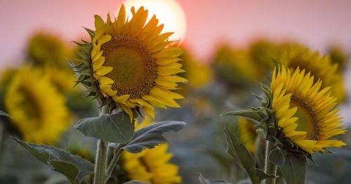A field of sunflowers in bloom with a vibrant sunset in the background, creating a warm, golden atmosphere.