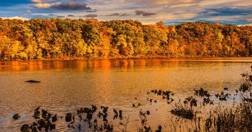 A serene lake reflects vibrant autumn foliage under a colorful sky, with plants along the water's edge.