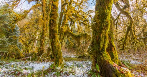 Lush, moss-covered trees in a vibrant forest, with patches of snow on the ground and sunlight filtering through the branches.