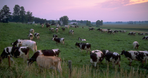 A serene pasture at sunset with a herd of black and white cows grazing on lush green grass.