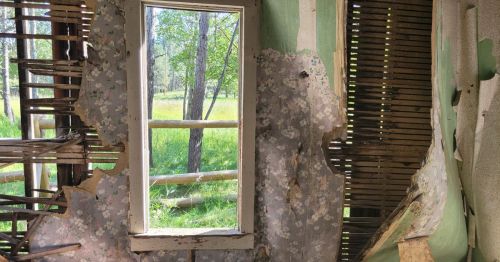 A weathered interior with peeling wallpaper and a window framing a view of green trees and grass outside.