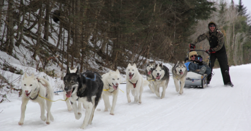 A team of sled dogs runs through snowy woods, pulling a sled with two people enjoying the ride.