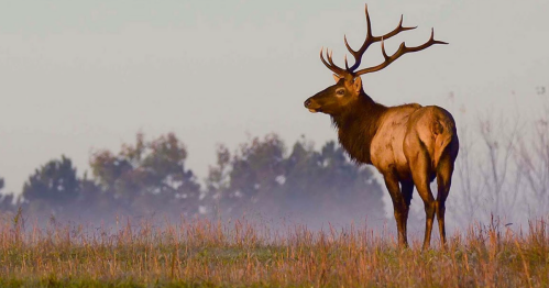 A majestic elk stands in a misty field, showcasing its impressive antlers against a serene backdrop.