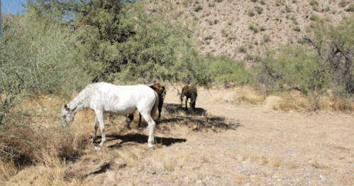 Three horses grazing in a dry, grassy area with sparse vegetation and a rocky hillside in the background.