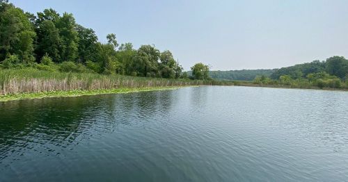 A serene lake surrounded by lush greenery and tall reeds under a clear sky.