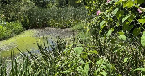 A small pond surrounded by lush greenery.