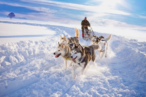 A person drives a sled pulled by huskies through a snowy landscape under a bright blue sky.