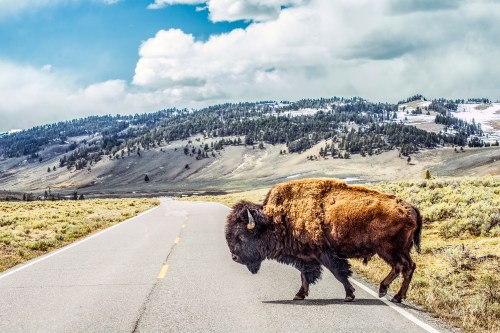 A bison crossing a road with a mountainous landscape and cloudy sky in the background.