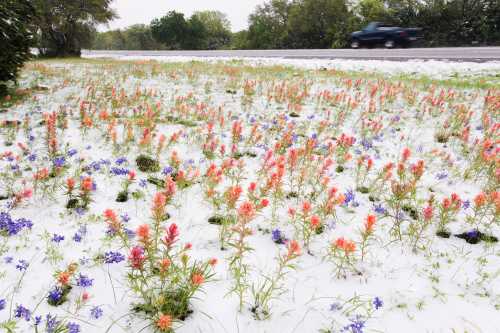 A snowy landscape with vibrant orange and blue wildflowers along a roadside, with a vehicle passing in the background.