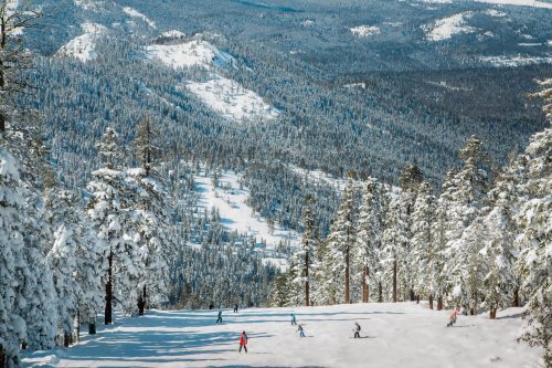 Skiers descend a snowy slope surrounded by tall pine trees and a vast mountain landscape.